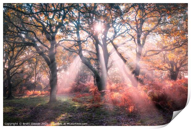 Forest Sun Rays Print by Brett Gasser