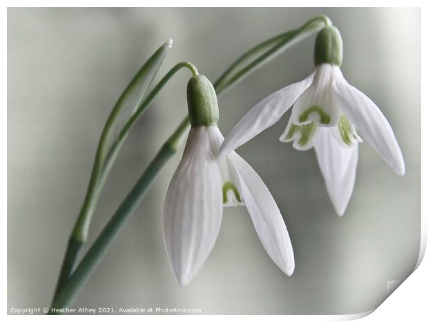 Snowdrops Print by Heather Athey