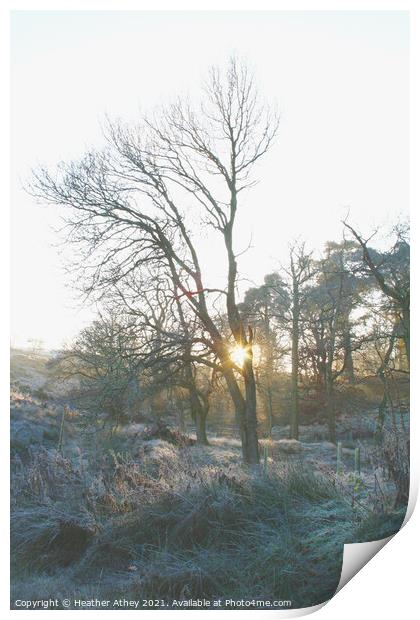 Winter Sun Print by Heather Athey