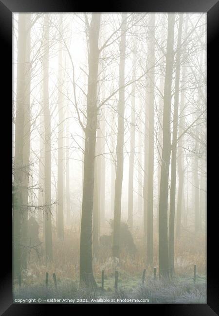 Mist in the wood Framed Print by Heather Athey