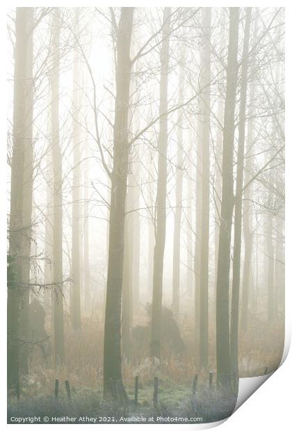Mist in the wood Print by Heather Athey