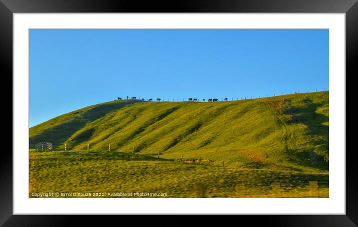 Cattle Horizon in Waikato New Zealand Framed Mounted Print by Errol D'Souza