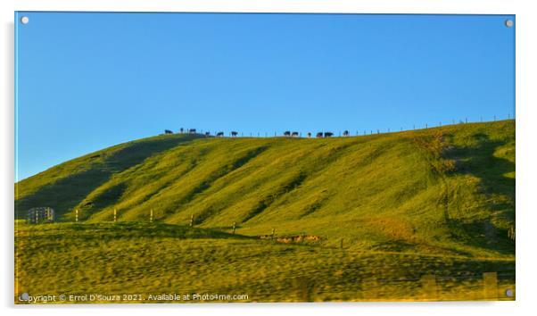 Cattle Horizon in Waikato New Zealand Acrylic by Errol D'Souza