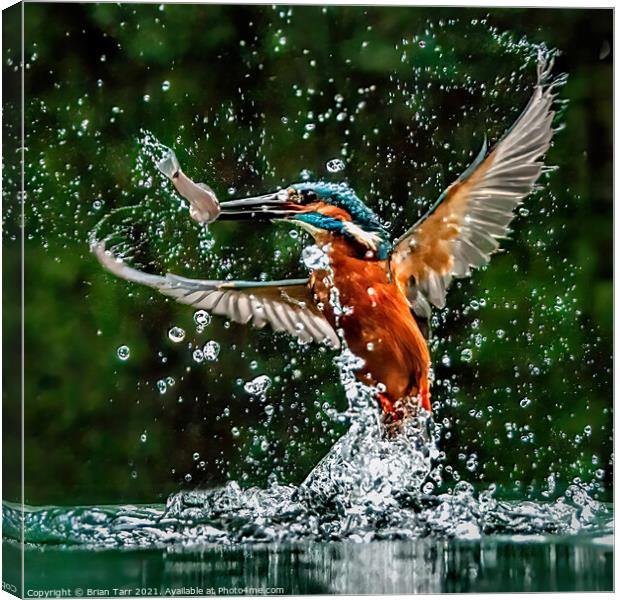 Kingfisher Catching Fish Canvas Print by Brian Tarr