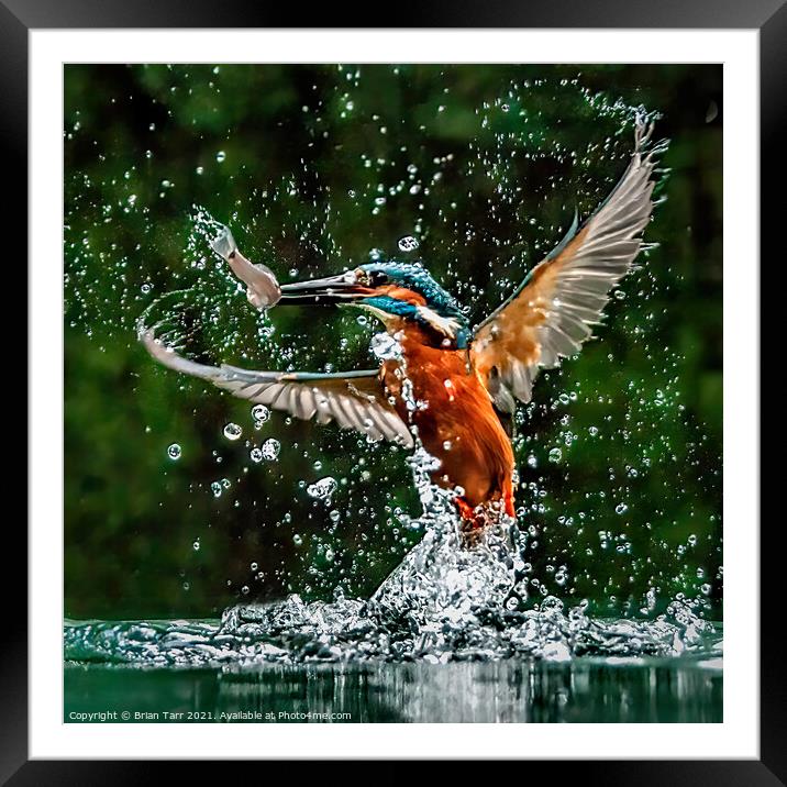 Kingfisher Catching Fish Framed Mounted Print by Brian Tarr