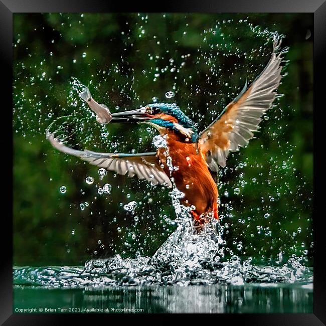 Kingfisher Catching Fish Framed Print by Brian Tarr