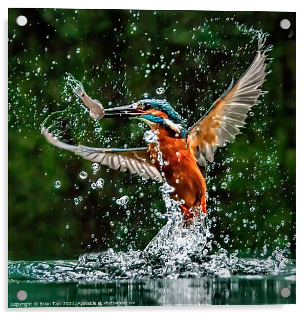 Kingfisher Catching Fish Acrylic by Brian Tarr
