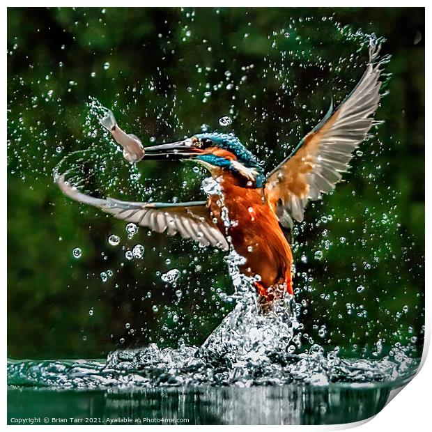 Kingfisher Catching Fish Print by Brian Tarr
