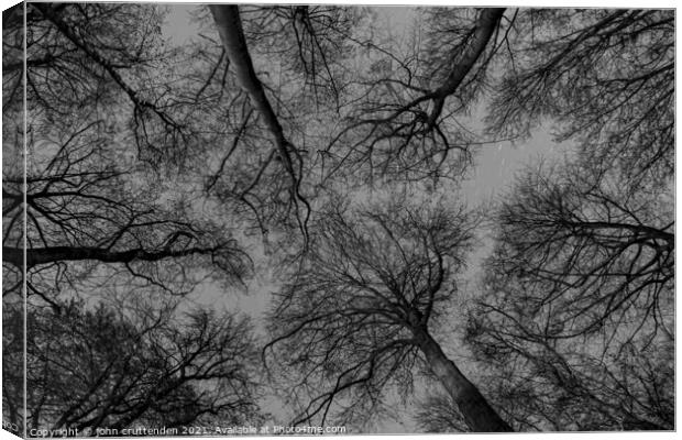 trees at night Canvas Print by john cruttenden
