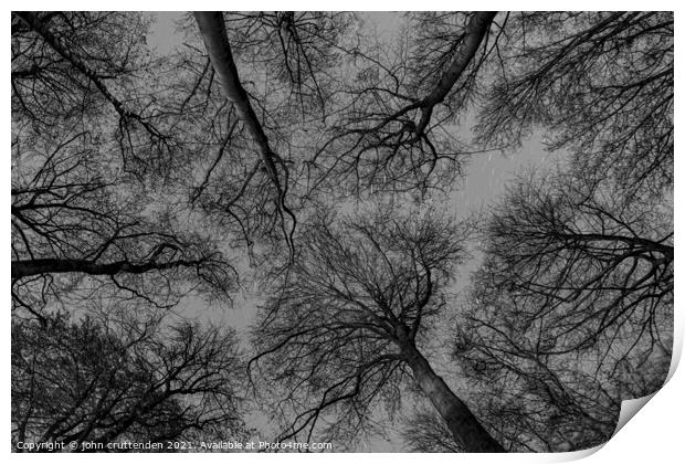 trees at night Print by john cruttenden