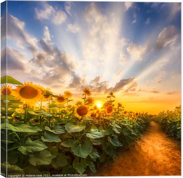 Sunflower field at sunset | the secret path Canvas Print by Melanie Viola