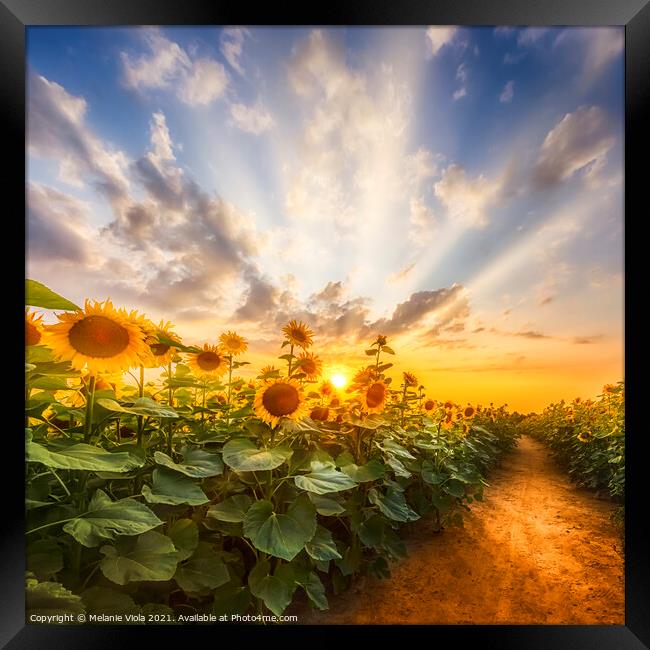 Sunflower field at sunset | the secret path Framed Print by Melanie Viola