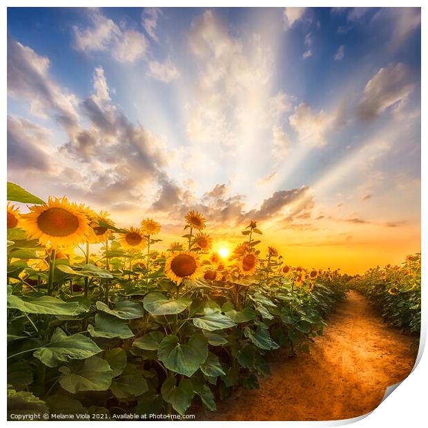 Sunflower field at sunset | the secret path Print by Melanie Viola