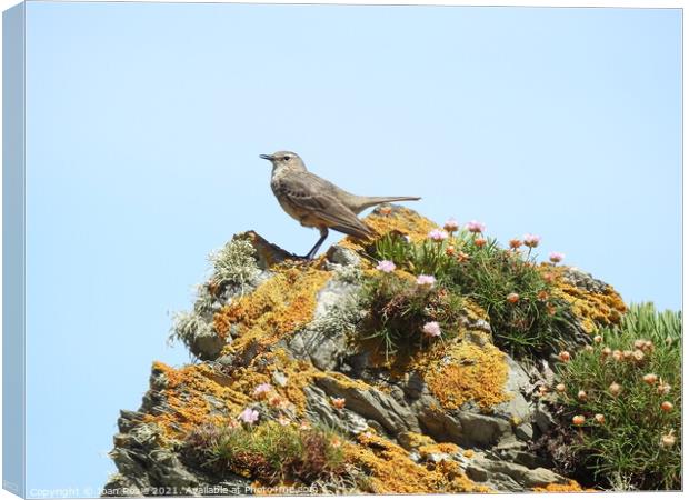 Rock Pipit with downward-pointing wings standing on top of a jagged rock Canvas Print by Joan Rosie