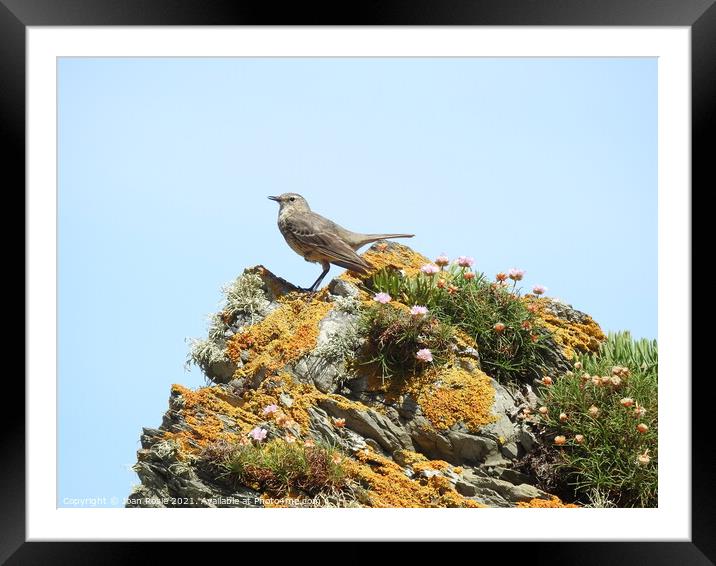 Rock Pipit with downward-pointing wings standing on top of a jagged rock Framed Mounted Print by Joan Rosie