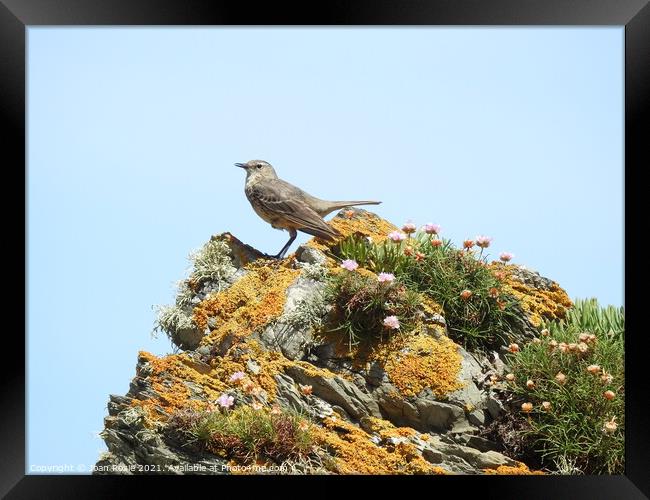 Rock Pipit with downward-pointing wings standing on top of a jagged rock Framed Print by Joan Rosie