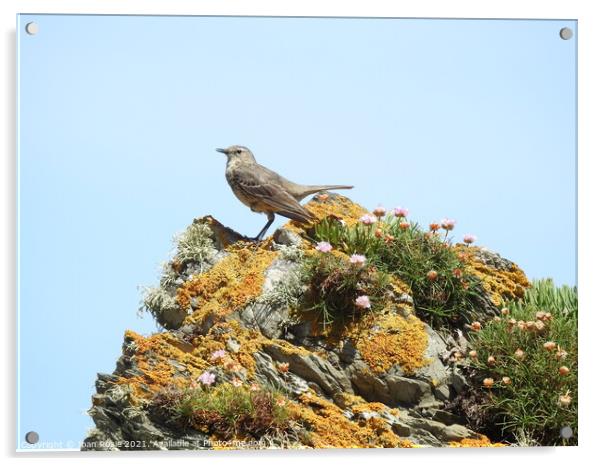 Rock Pipit with downward-pointing wings standing on top of a jagged rock Acrylic by Joan Rosie
