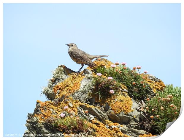 Rock Pipit with downward-pointing wings standing on top of a jagged rock Print by Joan Rosie