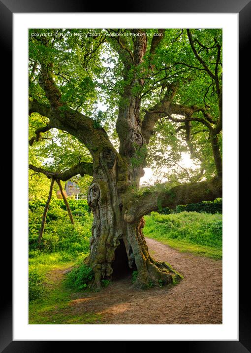 Birnam Oak, Perthshire, Scotland Framed Mounted Print by Navin Mistry