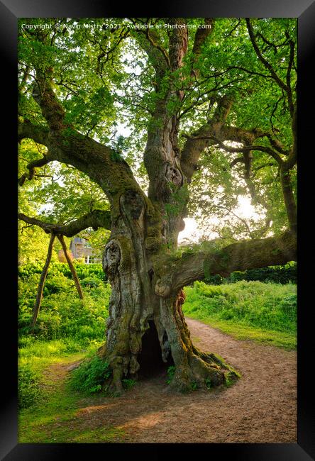 Birnam Oak, Perthshire, Scotland Framed Print by Navin Mistry