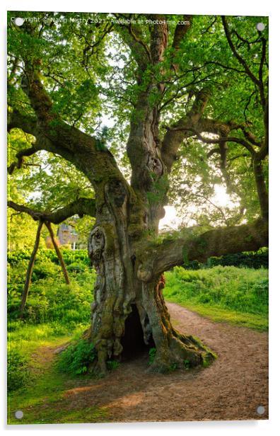 Birnam Oak, Perthshire, Scotland Acrylic by Navin Mistry