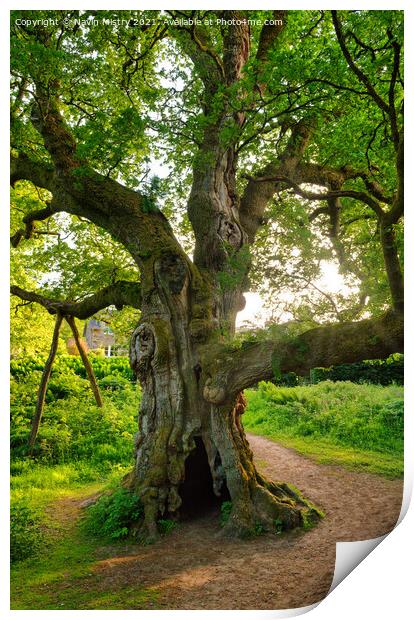 Birnam Oak, Perthshire, Scotland Print by Navin Mistry