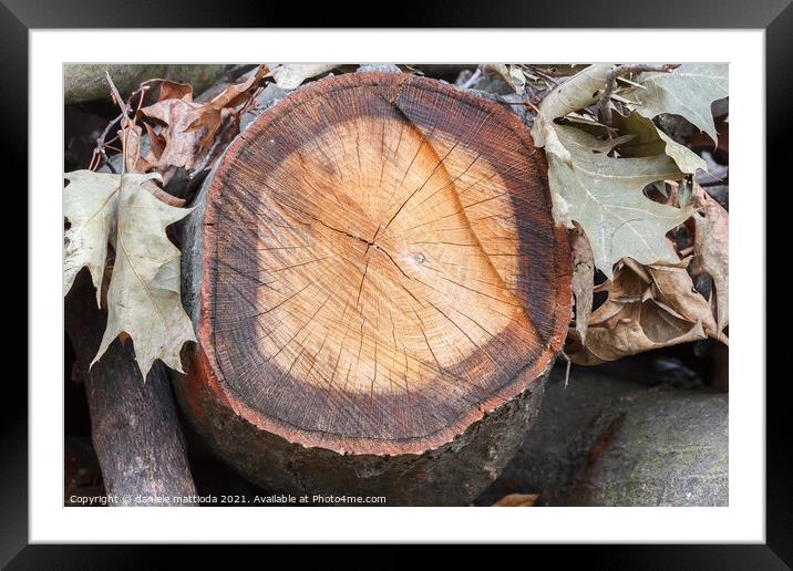 wooden trunk with leaves Framed Mounted Print by daniele mattioda