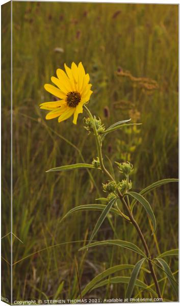 Lone Flower in a meadow  Canvas Print by STEPHEN THOMAS