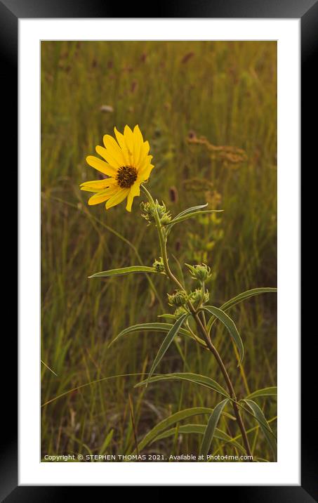 Lone Flower in a meadow  Framed Mounted Print by STEPHEN THOMAS