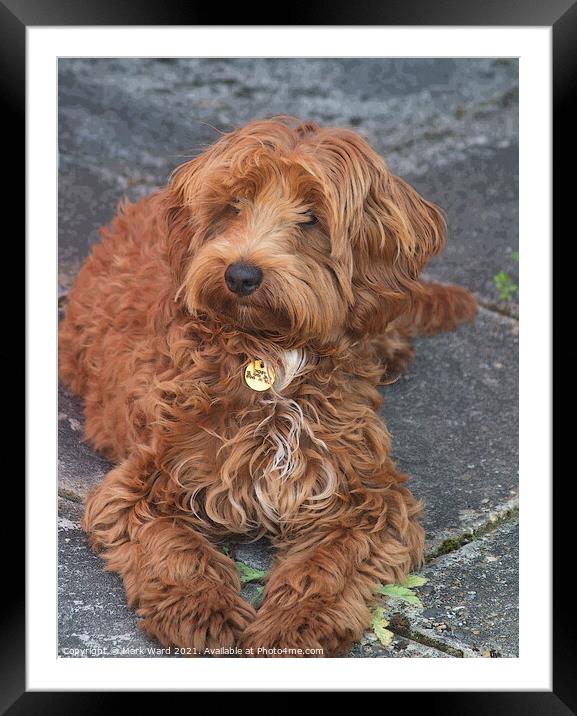 A Delightful Cockapoo Puppy Framed Mounted Print by Mark Ward