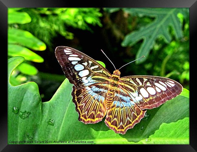 Butterfly on Green Leaf Framed Print by Mark Sellers