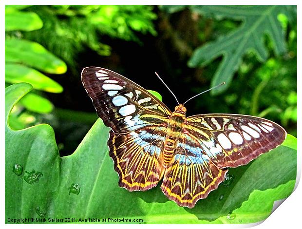Butterfly on Green Leaf Print by Mark Sellers