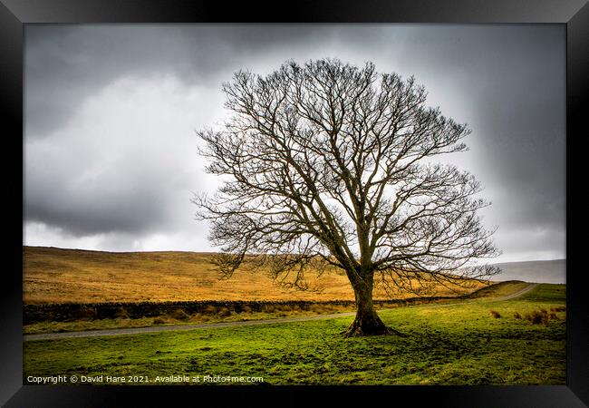 Cumbrian tree Framed Print by David Hare