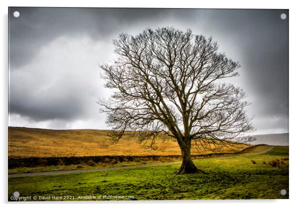 Cumbrian tree Acrylic by David Hare