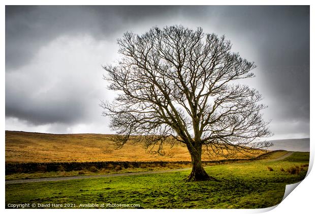 Cumbrian tree Print by David Hare