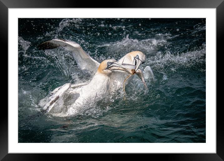 Gannets  Framed Mounted Print by Alan Tunnicliffe