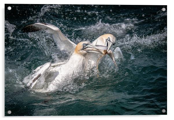 Gannets  Acrylic by Alan Tunnicliffe