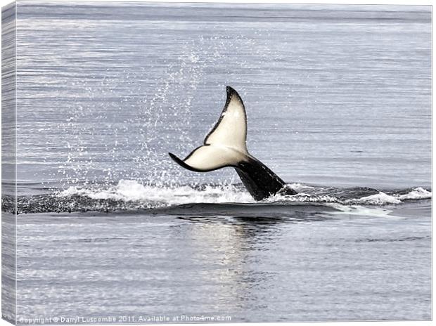 An Orca's Tail Canvas Print by Darryl Luscombe