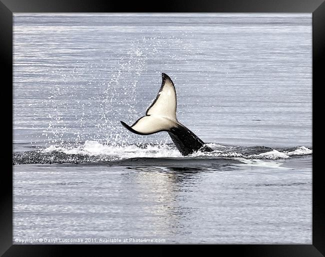 An Orca's Tail Framed Print by Darryl Luscombe