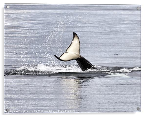 An Orca's Tail Acrylic by Darryl Luscombe