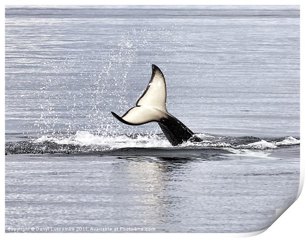 An Orca's Tail Print by Darryl Luscombe