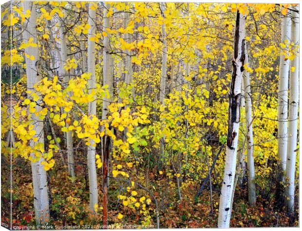 Aspen Trees in Autumn Canvas Print by Mark Sunderland