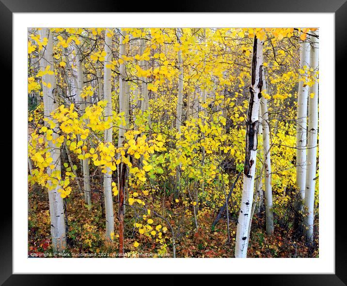 Aspen Trees in Autumn Framed Mounted Print by Mark Sunderland