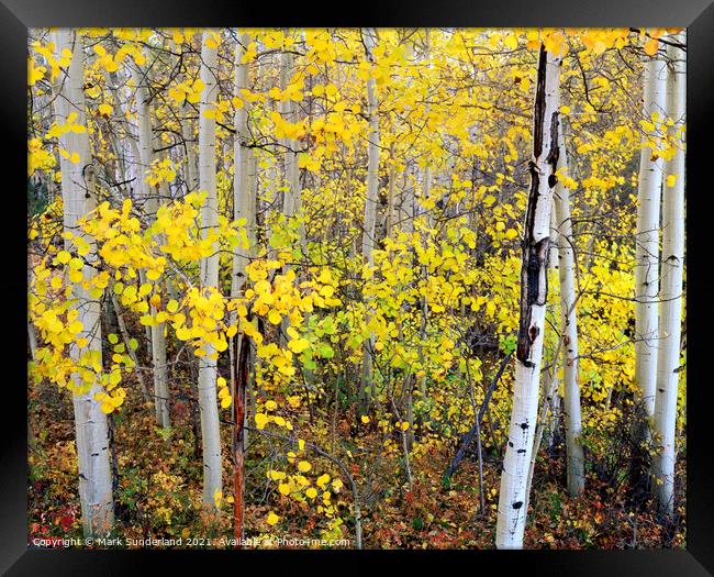 Aspen Trees in Autumn Framed Print by Mark Sunderland