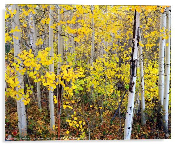 Aspen Trees in Autumn Acrylic by Mark Sunderland