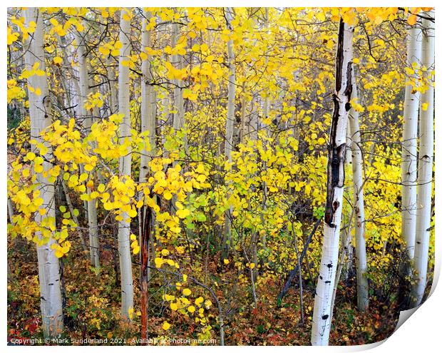 Aspen Trees in Autumn Print by Mark Sunderland