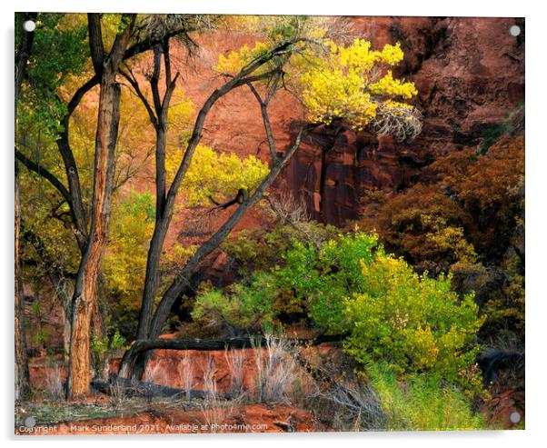 Cottonwood Tree in Davis Gulch Lake Powell Acrylic by Mark Sunderland