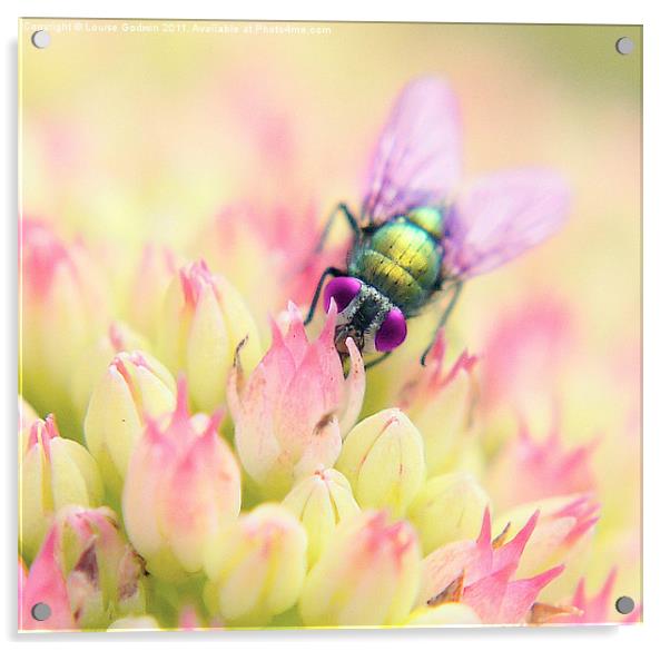 Pretty Fly Acrylic by Louise Godwin