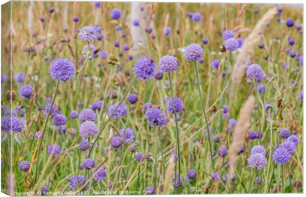 Devil's Bit Scabious Flowers Canvas Print by Richard Laidler