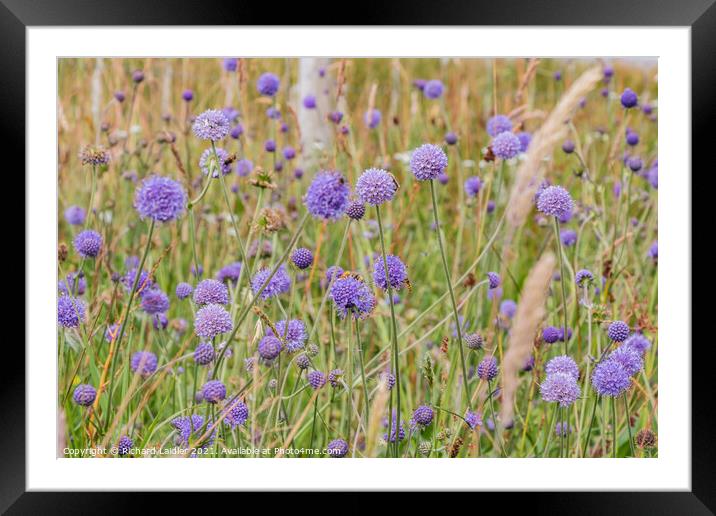 Devil's Bit Scabious Flowers Framed Mounted Print by Richard Laidler
